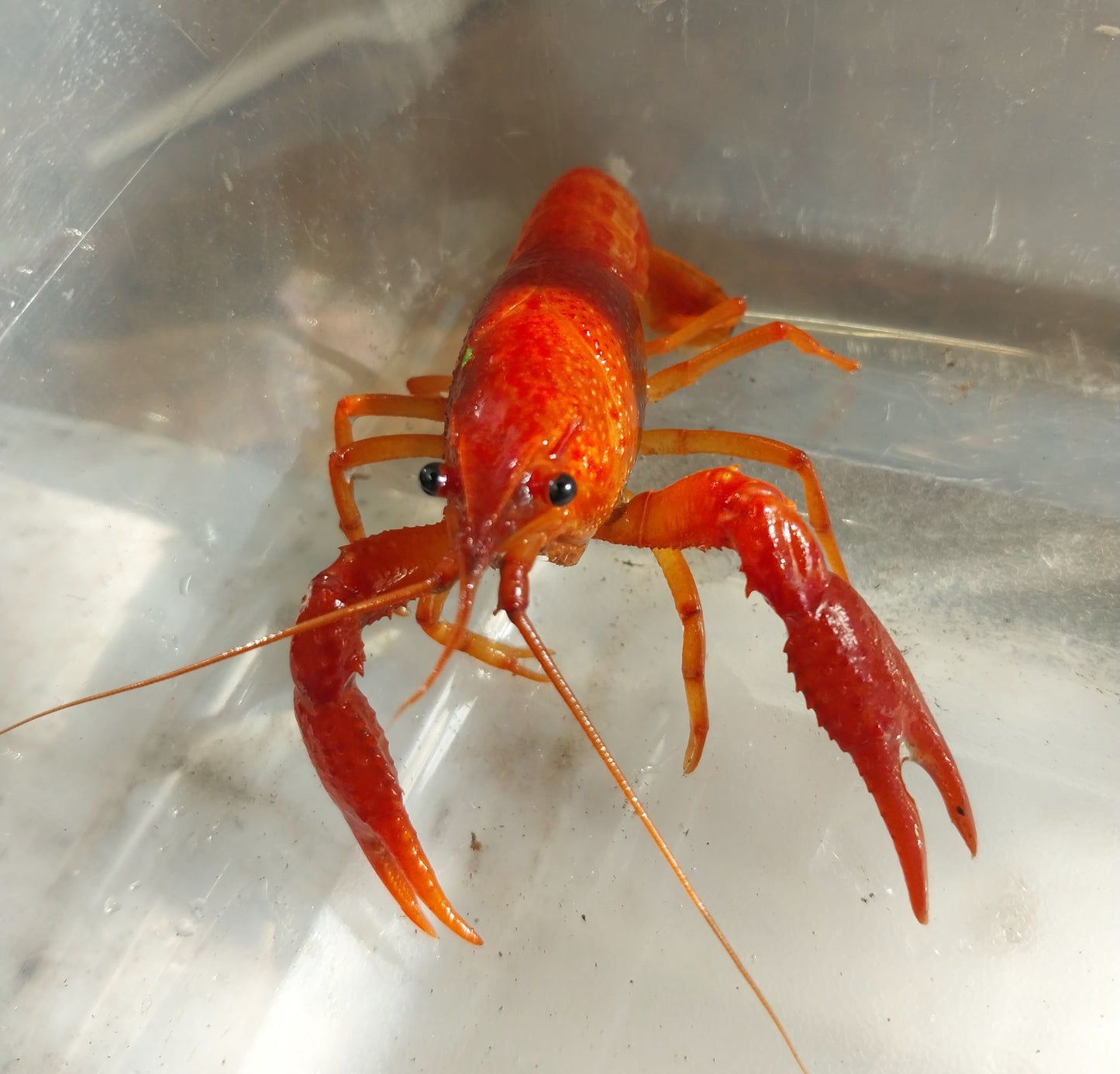 1 orange tangerine, 1 fireball, 1 red Louisiana crayfish size small
