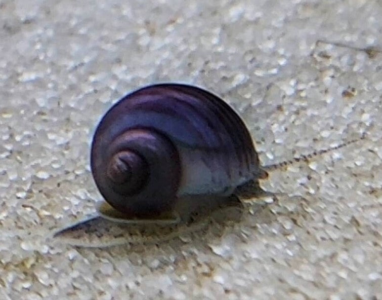 1 Purple Mystery Snail - Pin head to Pea Size- Freshwater