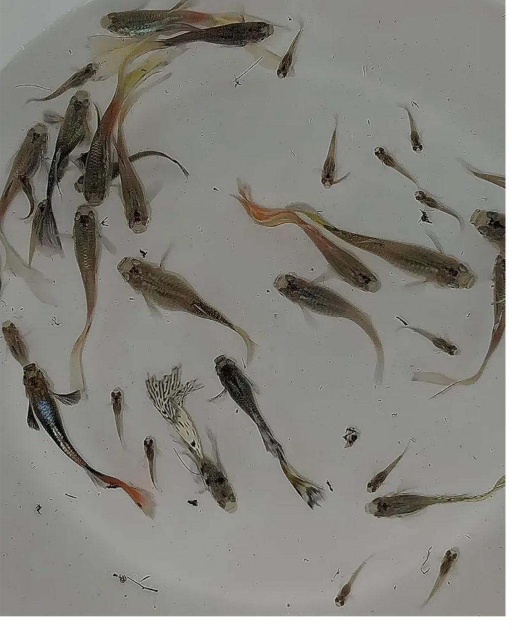 Fancy Guppies - 5 Count - Peaceful Tank Mates, Fresh Water Fish - Fry Size