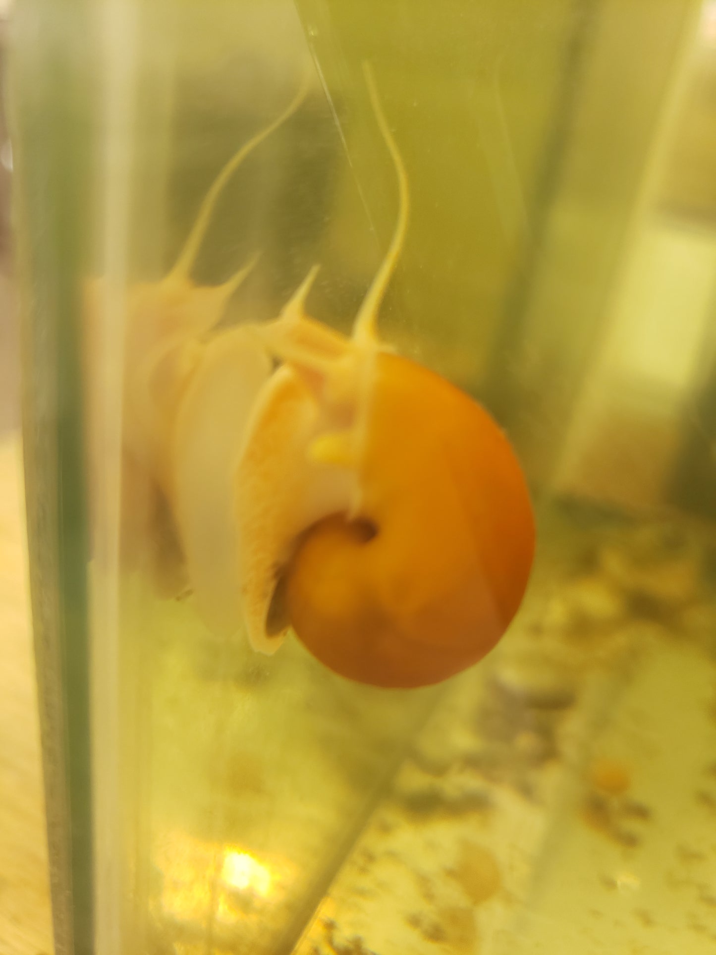 2- Golden Mystery Snails Juvenile - Approx Dime to Nickel Size