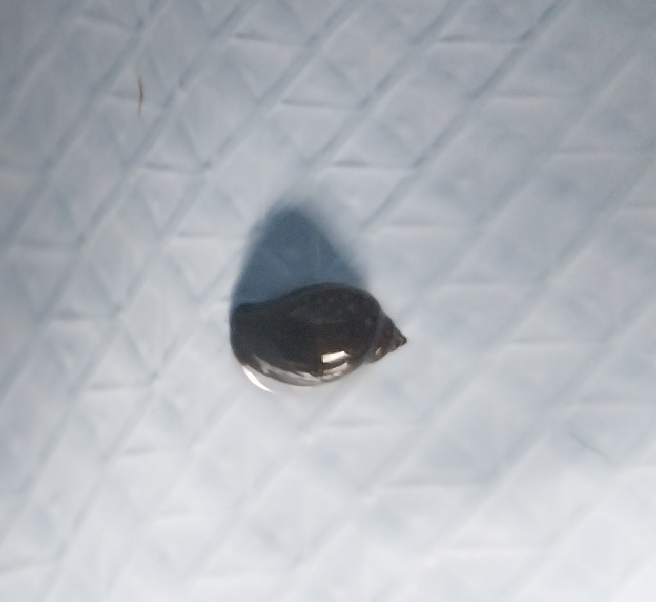 30 + Freshwater Pond Snails