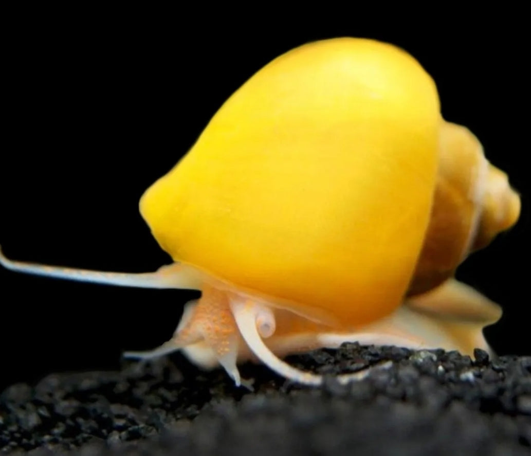 1 Purple and 1 Golden Mystery Snail - Pin head to Pea Size