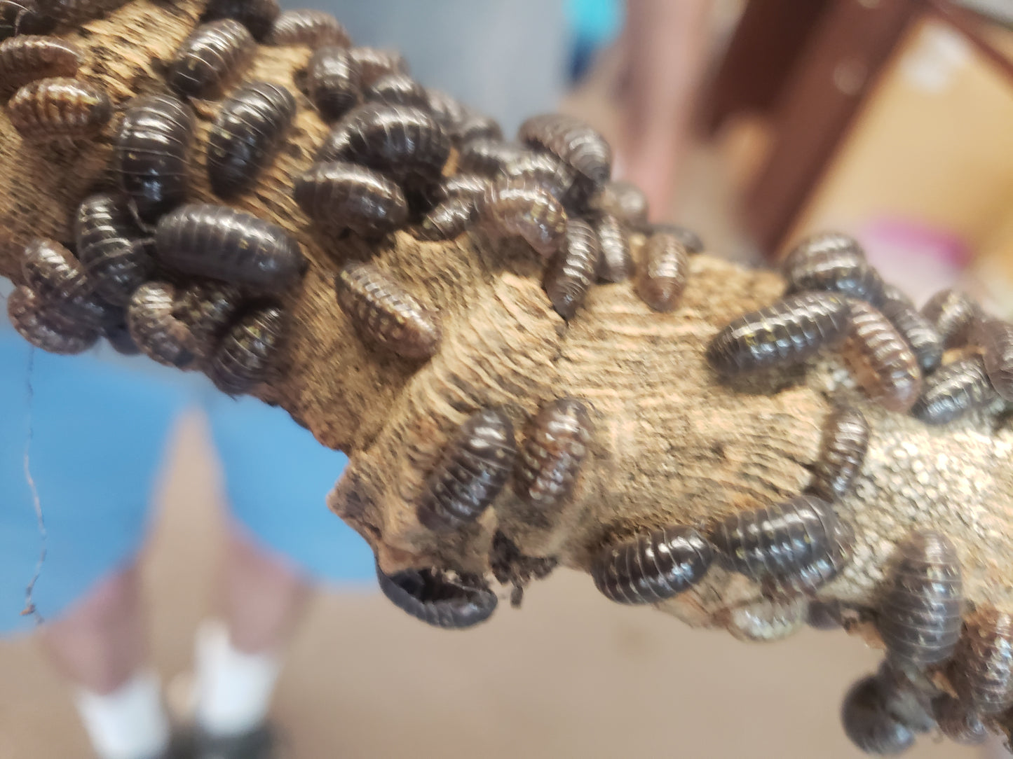 20 for $29.99 Isopods - Roly-Poly also known as Potato Bug, Pill Bug, Pill Woodlouse, Doodle Bug, Clean Up Crew