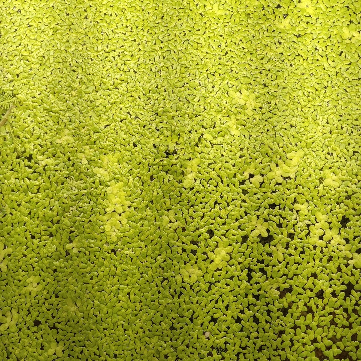 $19.99 -Duckweed 500+ Plants, Aquarium Plants, Koi Pond Plants Live, Floating Plant