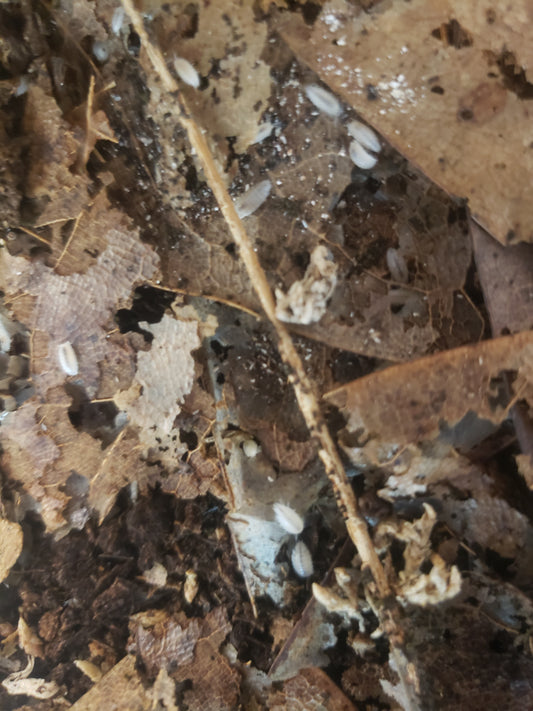 20 + Tropical Dwarf White Isopods and 8 oz Springtail Starter Culture