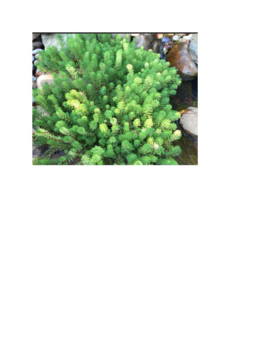 15 Count Parrot Feather Plants Myriophyllum aquaticum - Aquariums, Koi Ponds, Aquatic Plant