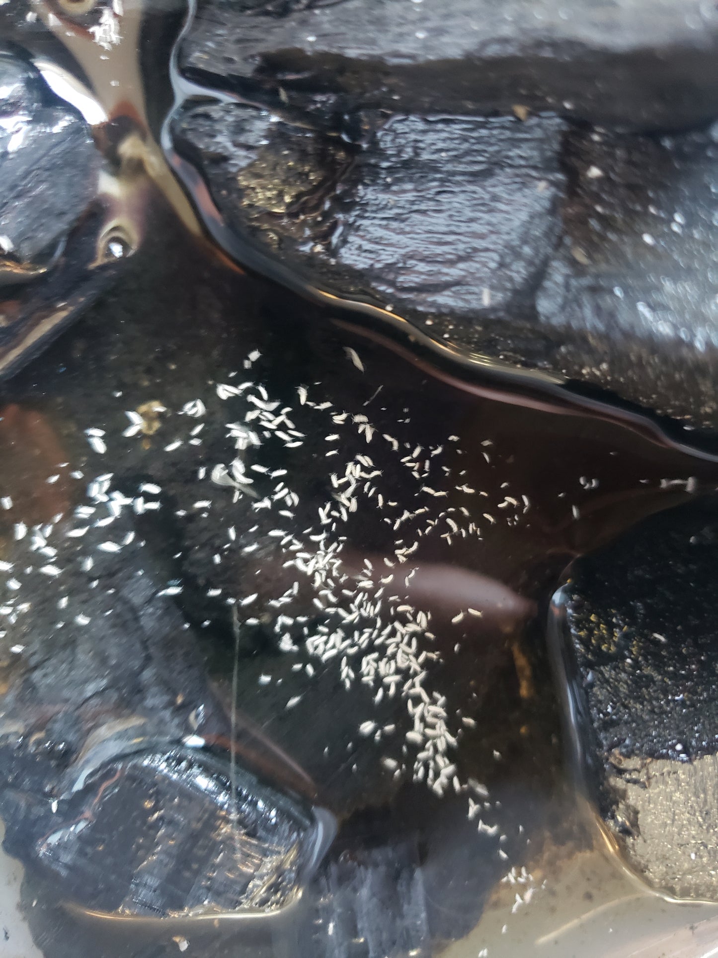 (32.99) 25 +Powder Blue Isopod and 8 oz. Springtail Culture