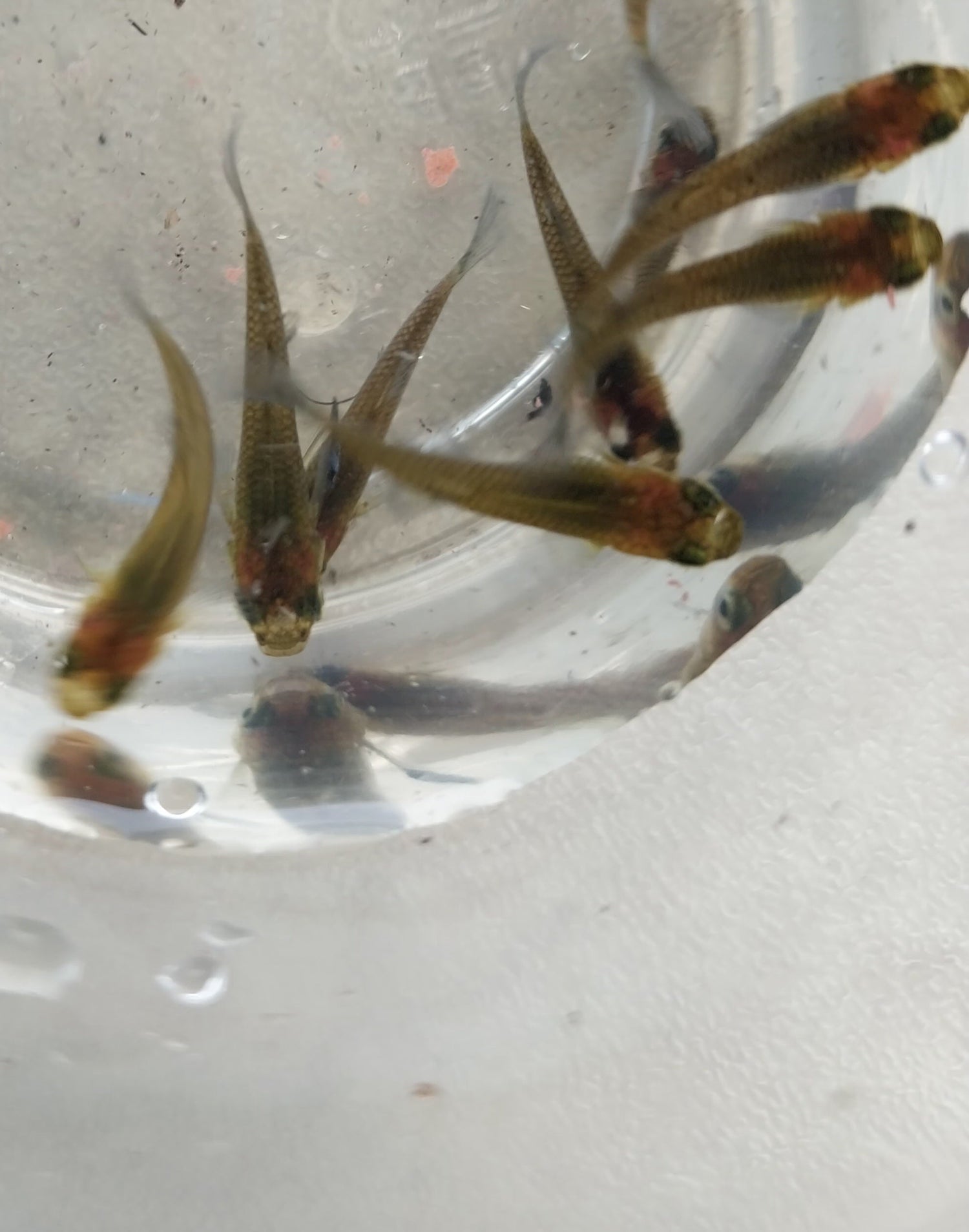 Freshwater Fish