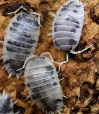 Isopods - Dairy Cows, Spikey Spain, Powder Orange, Dwarf Purple, Dwarf White, Panda King, Zebra, Magic Potion