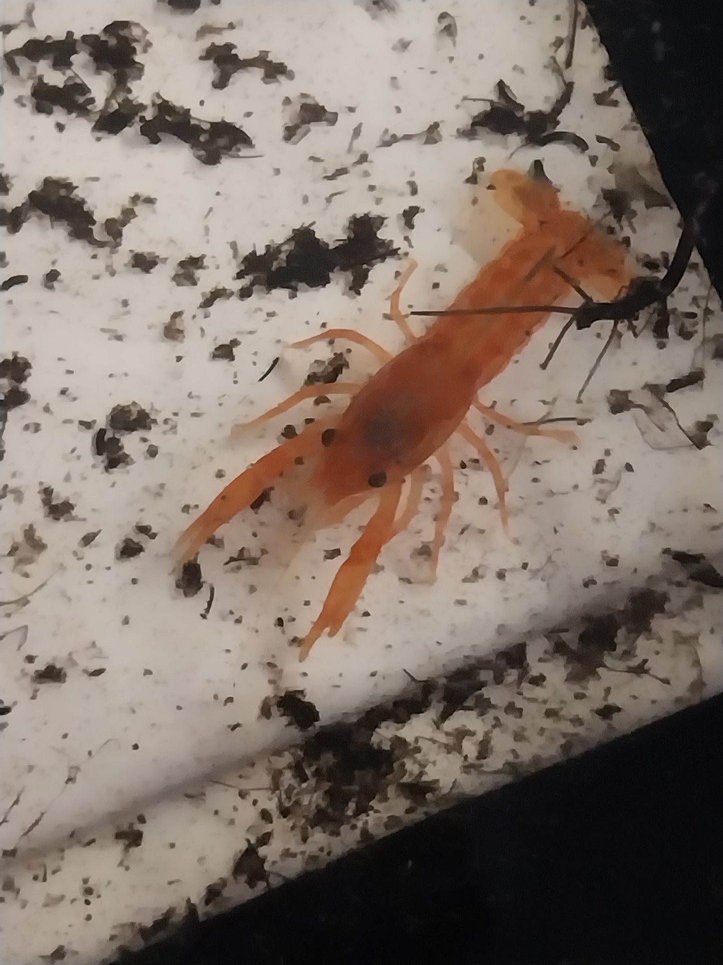 1 Mexican Dwarf Crayfish Live Freshwater Crayfish