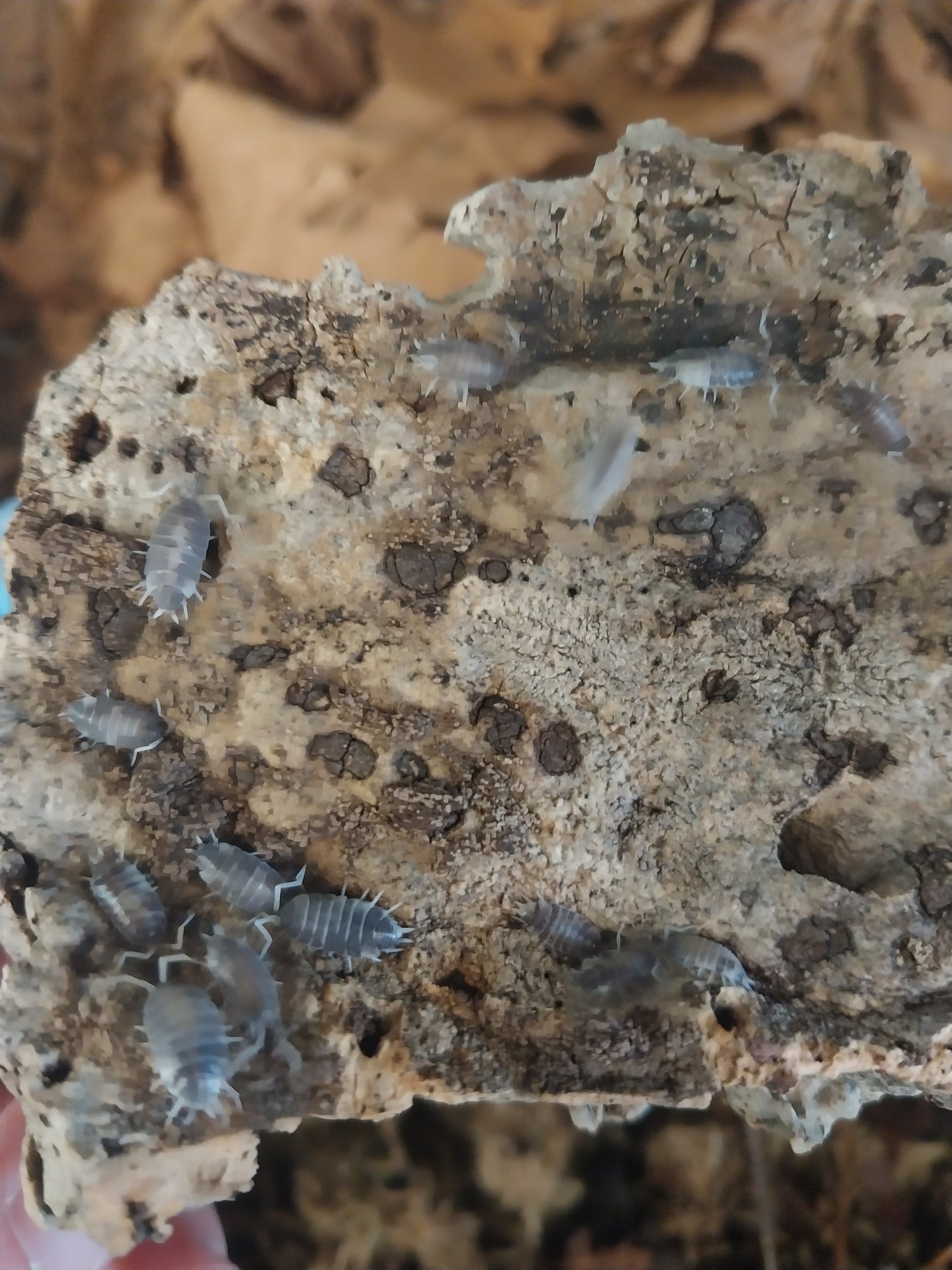 20 Count Oreo Crumble Isopods