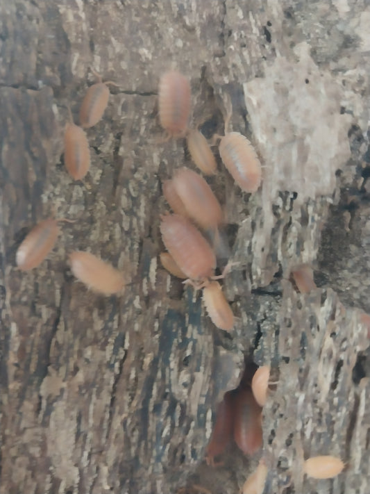 15 Giant Spanish Orange Isopods