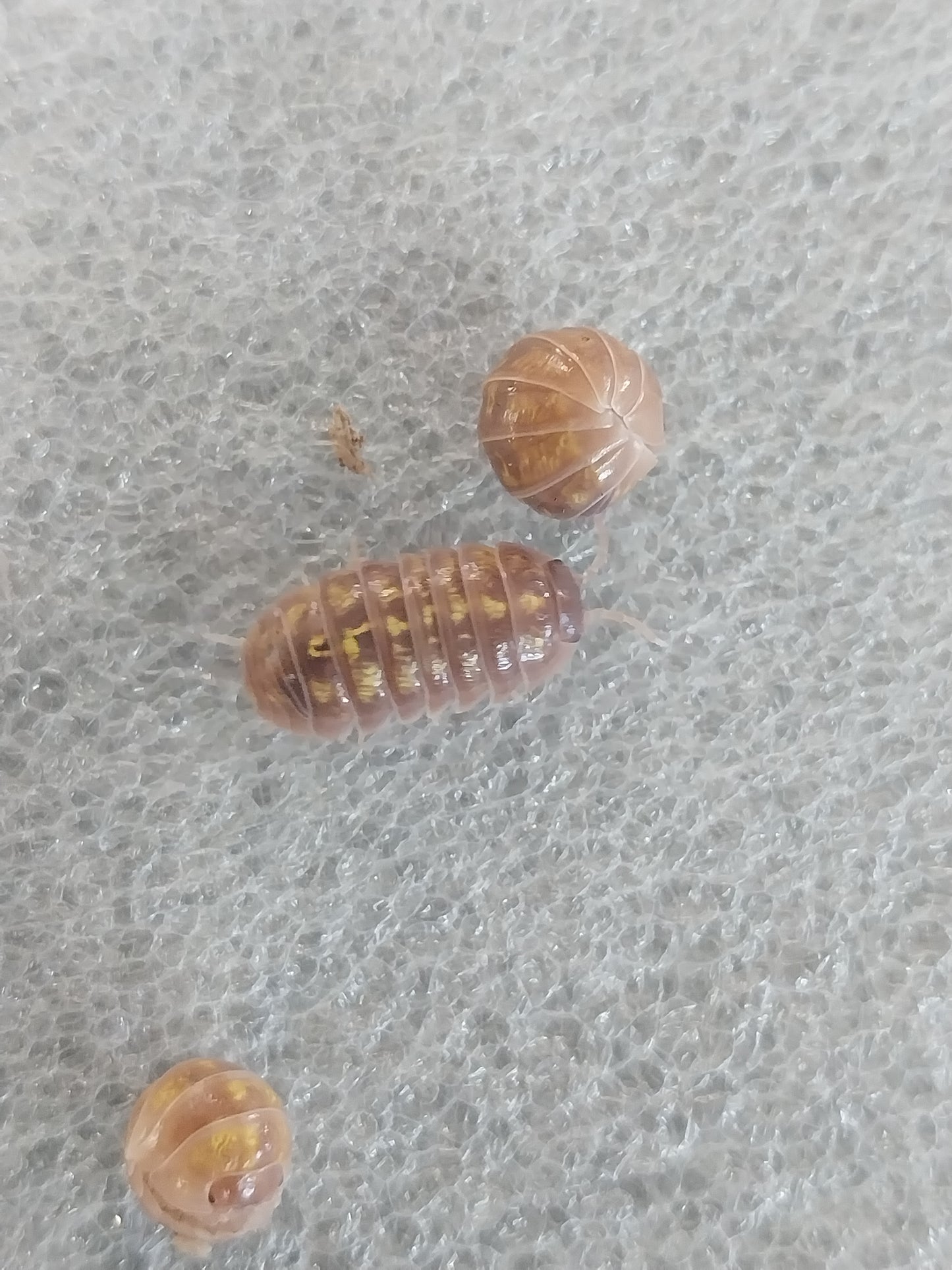 15 T-Albino Isopods