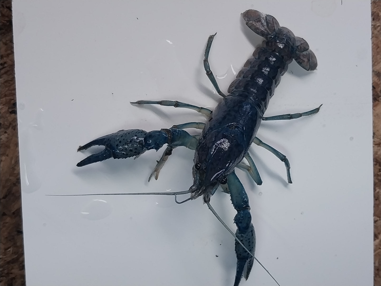 1 Male Electric Blue Crayfish