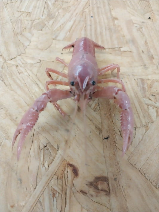 Rare Live Pink Sakuri, Clarkii Crayfish available from Bugs and More Store with Free Shipping