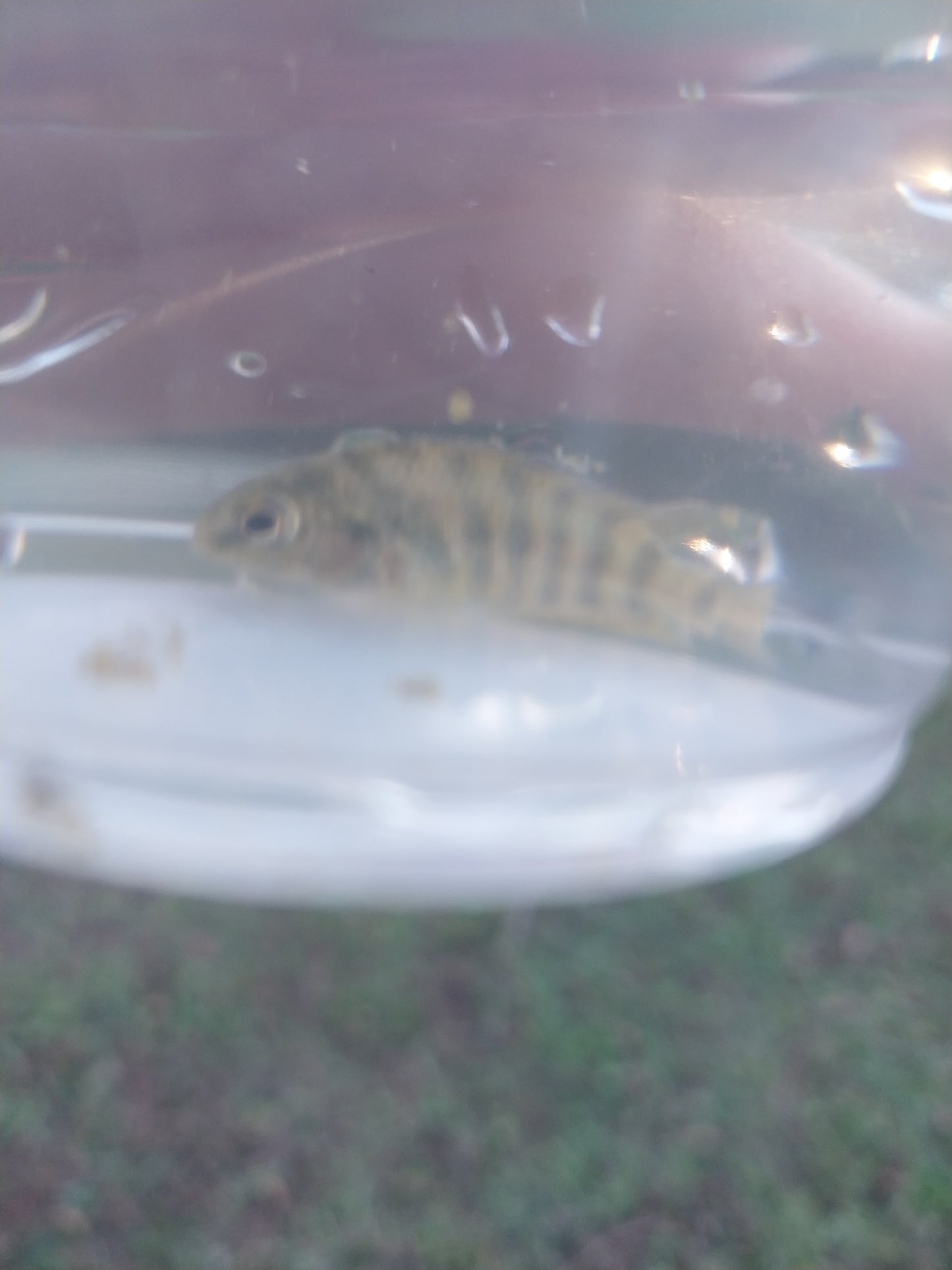 2 Baby Convict Cichlids