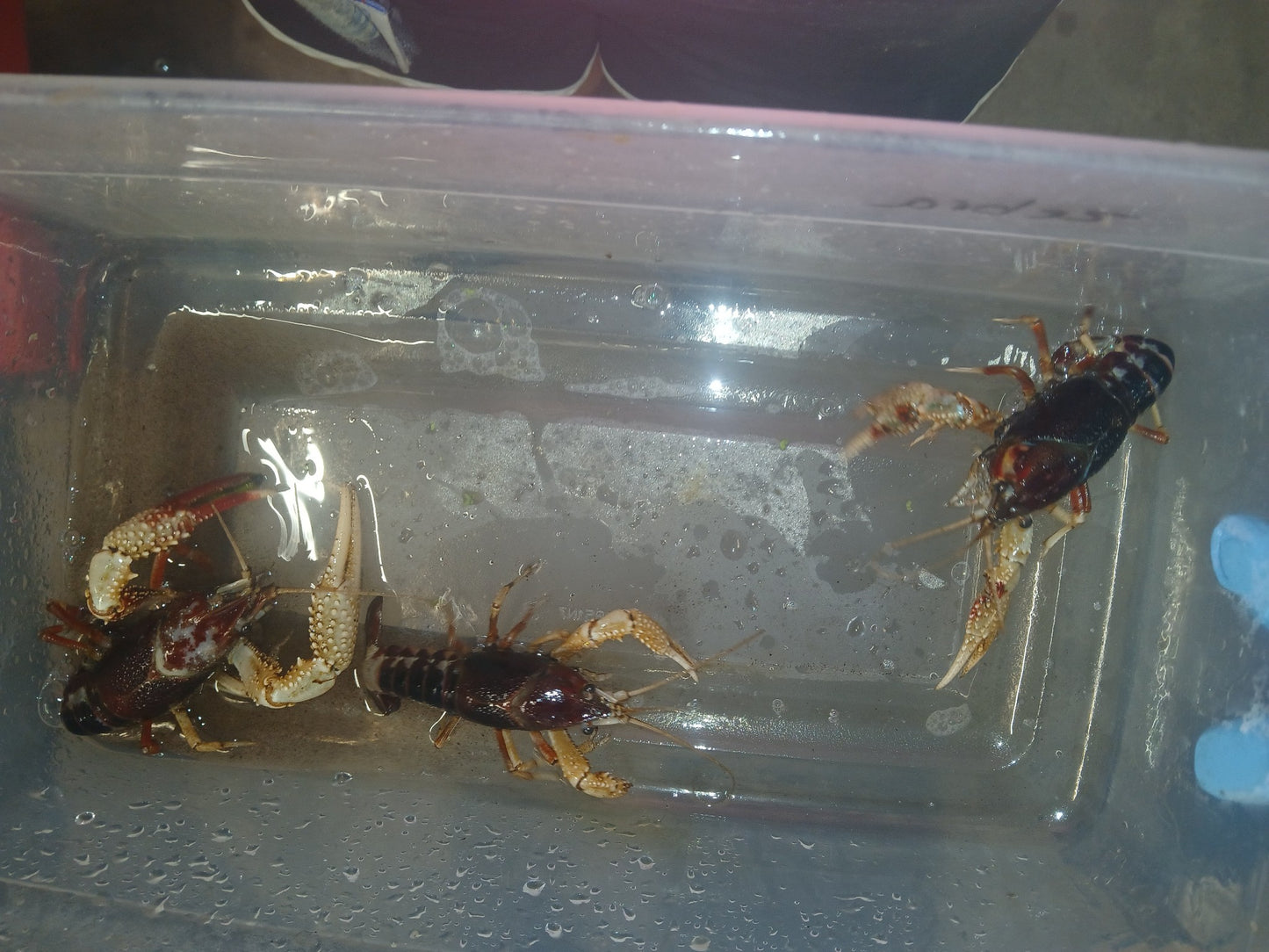 Tri-Color Crayfish