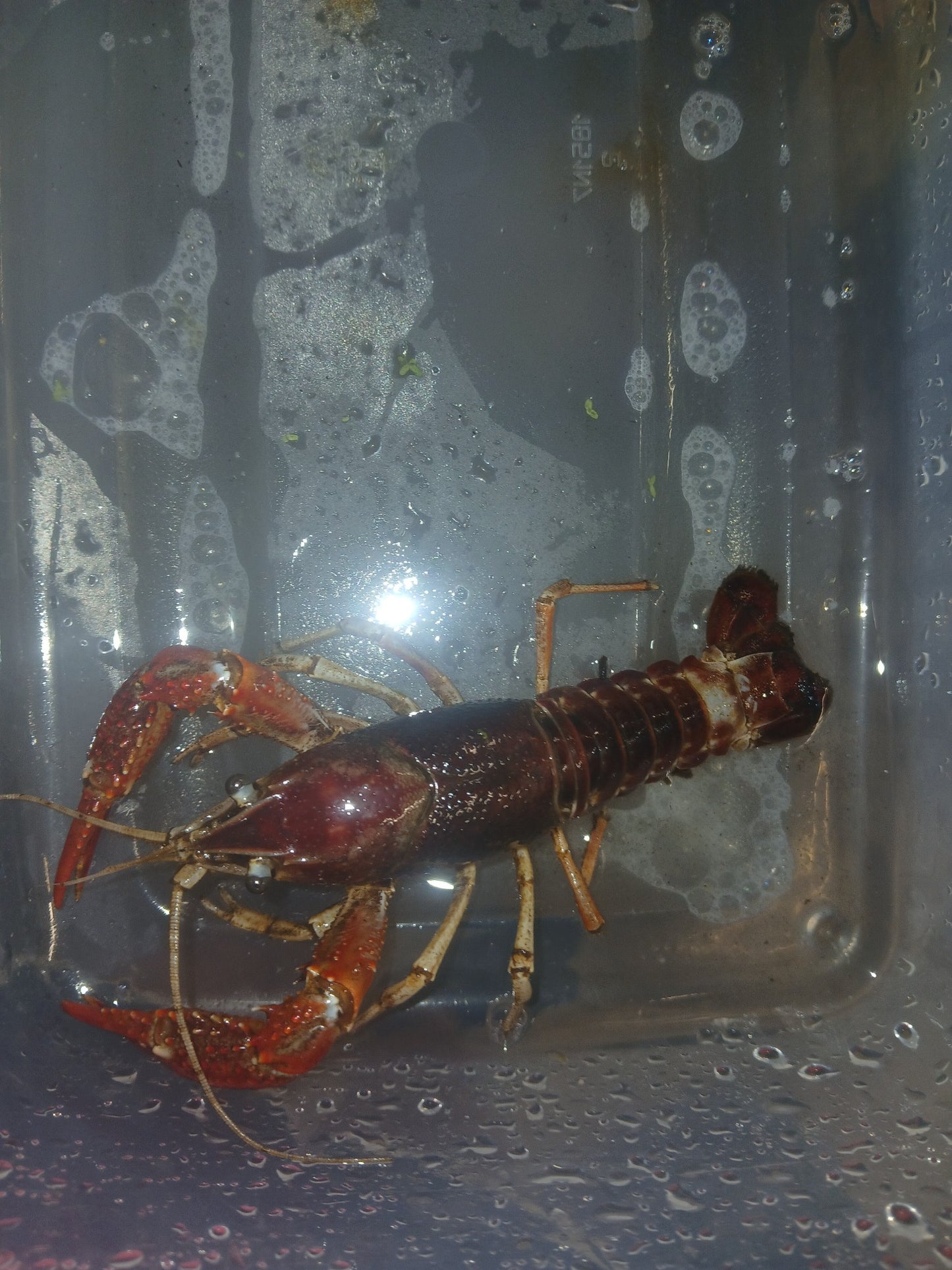 Tri-Color Crayfish