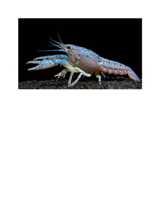 Free Shipping - 1 Electric Blue Crayfish For Sale-Live for Aquarium or Pond, Crayfish, Live Lobster, Live Electric Blue Crayfish Crawdad Juvenille Approx Size is 1 inches to 4 inches…