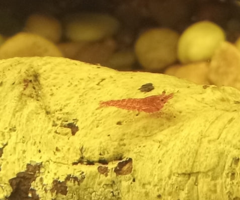 10 Dwarf Cherry Shrimp - Peaceful Tank Mates - Guaranteed Males and Females