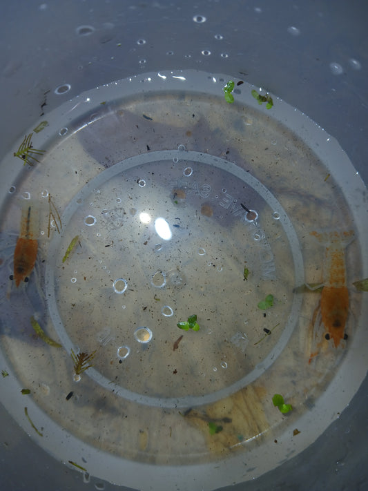 Fireball Crayfish size will be approx. 1 to 4 inches depending on availability, if you prefer a Male or Female, please let us know