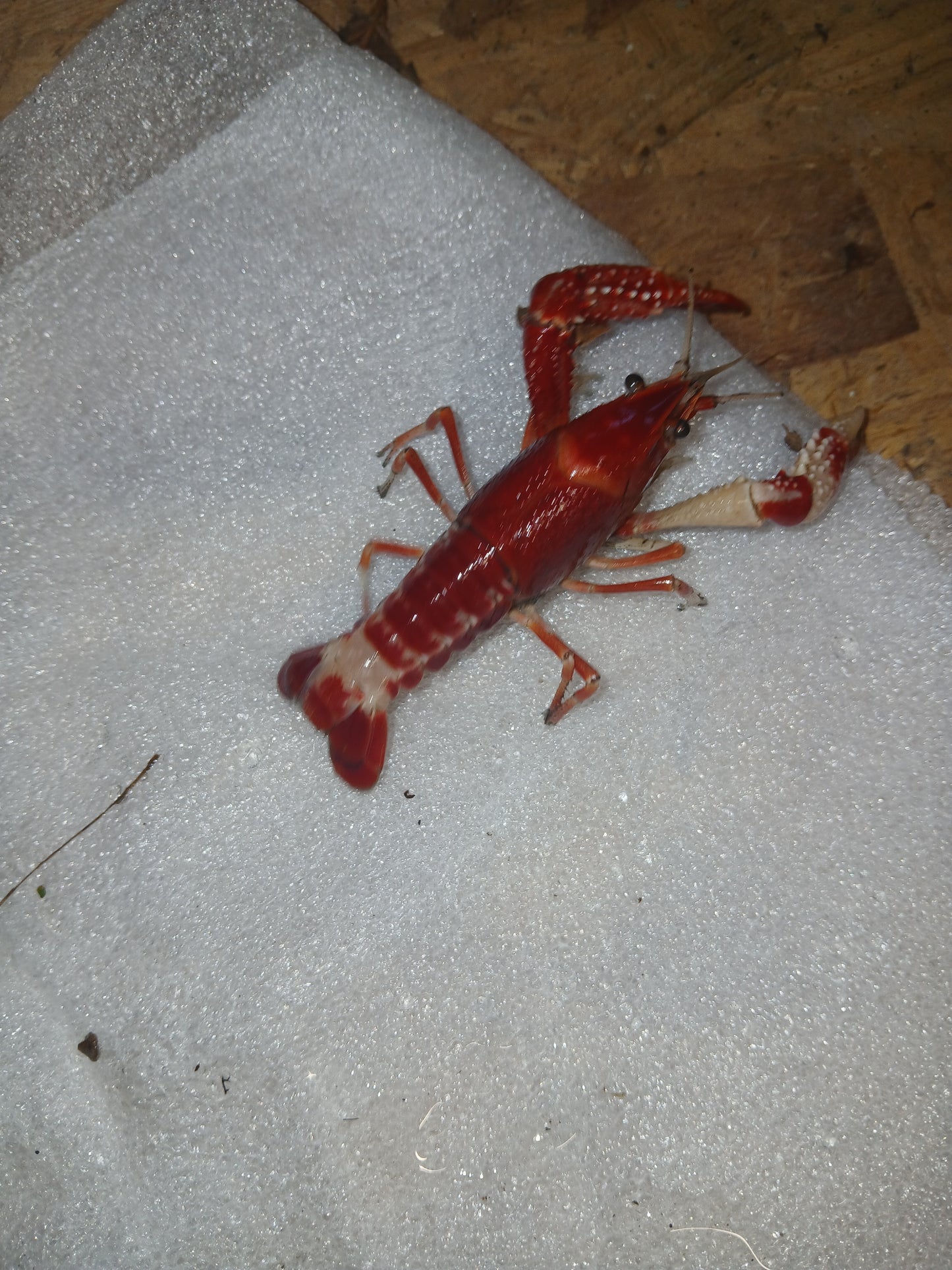 Live Breeding Pair of Fireball Crayfish Size 1-4 inches receive a male and female - Clarkii