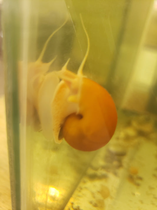 3 Medium Mystery Snails - Golden - Approx. Nickel to Quarter Size