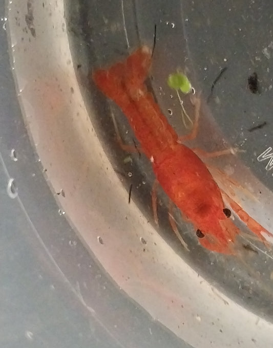 Breeding Pair of Orange Tangerine Crayfish