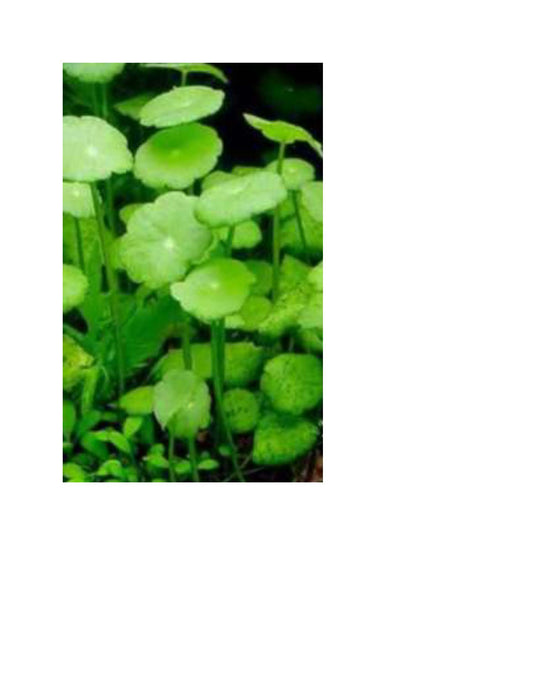 Pennywort Plant - Fresh water aquariums and bioactive enclosures - 10 Plants with Roots