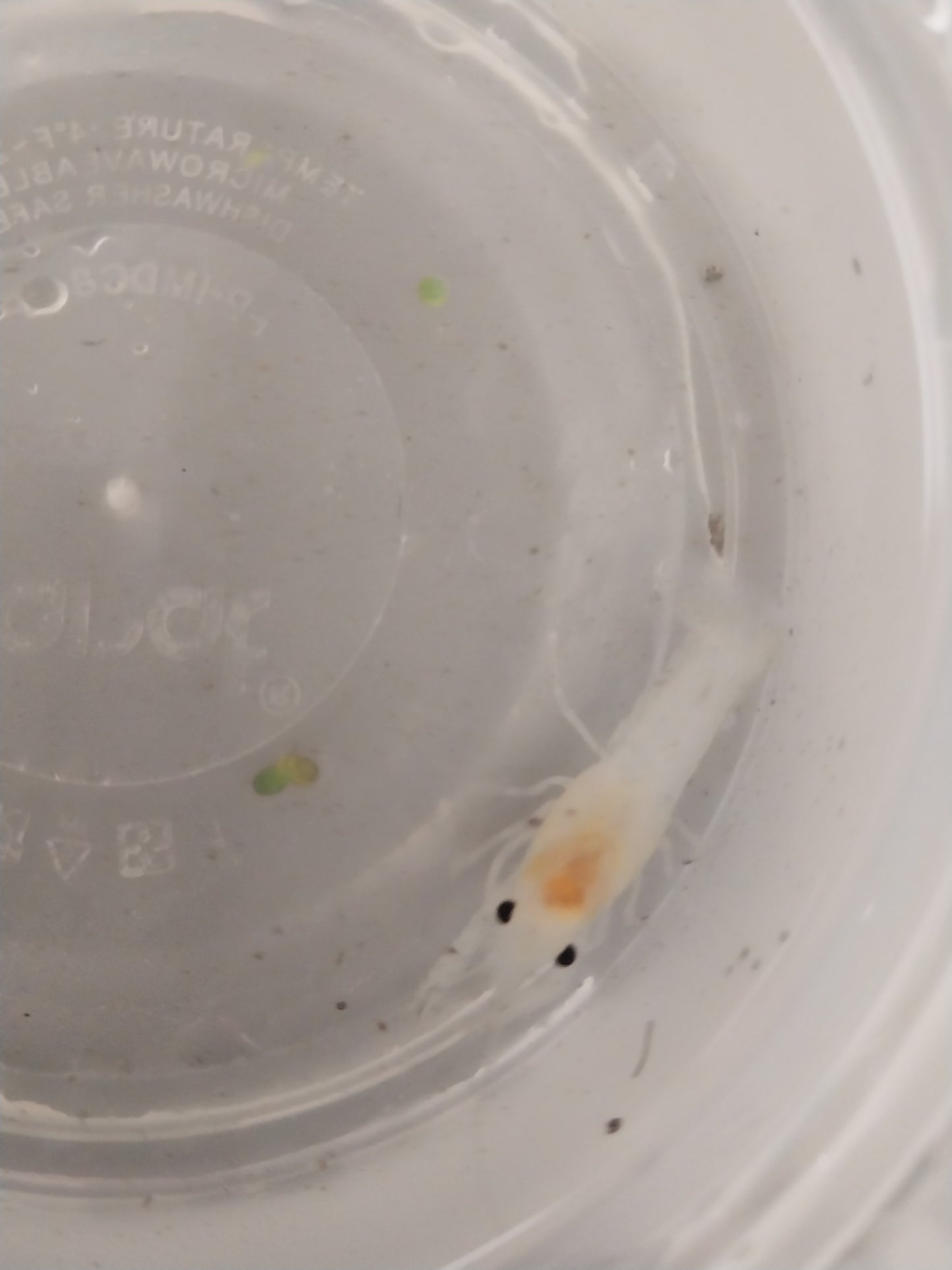 Fireball Male Crayfish and White Female Crayfish