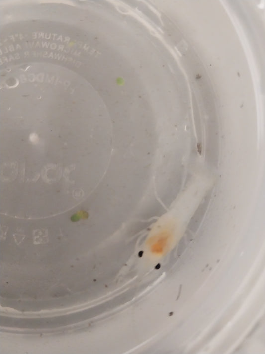 Fireball Male Crayfish and White Female Crayfish