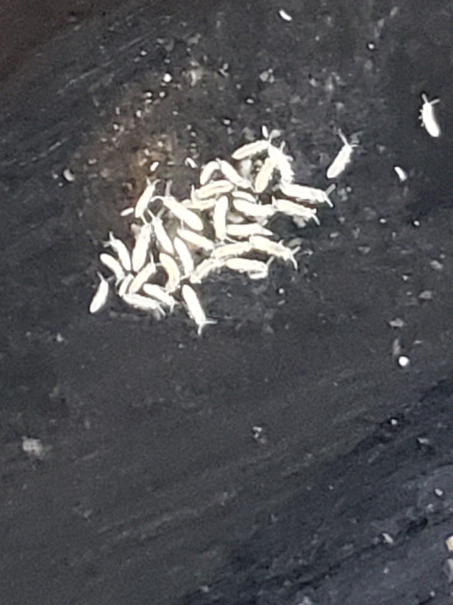 Springtails (Collembola)Breeding Culture for sale (8 oz), Mixed $18.99