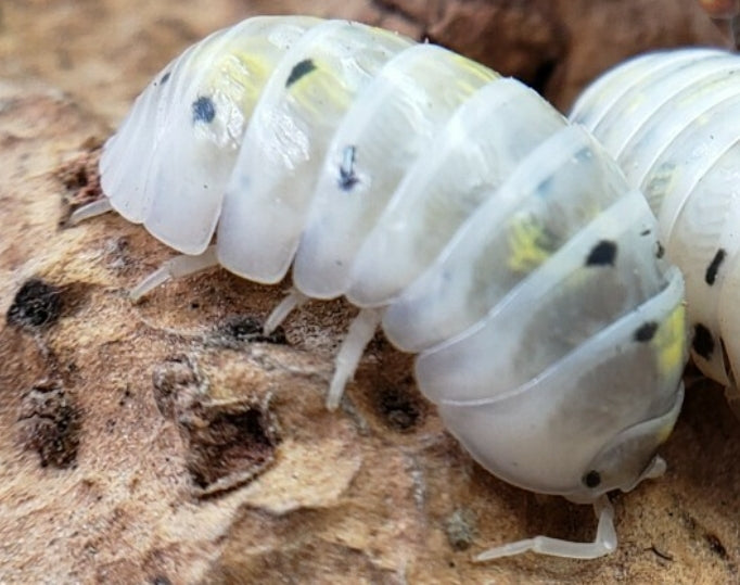 6 - Magic Potion Isopods