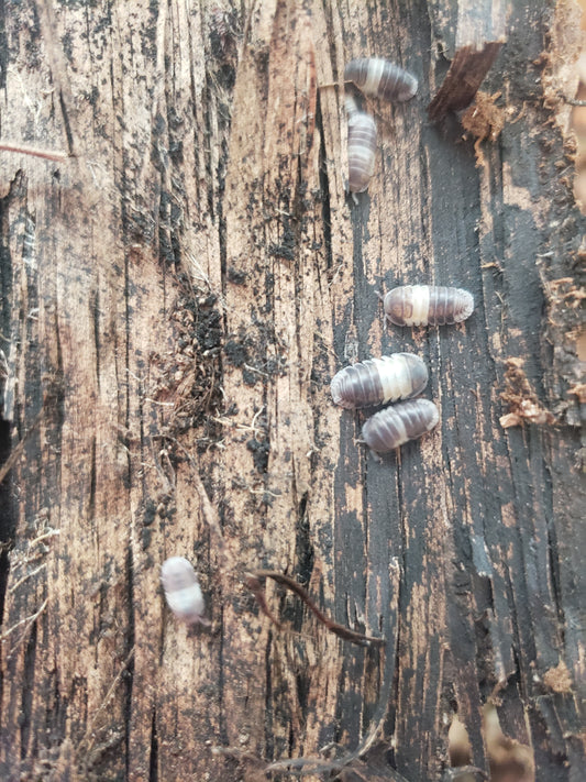Combo 6 + Panda King Isopods (Rare Isopod) and 20+ Tropical Dwarf White Isopods
