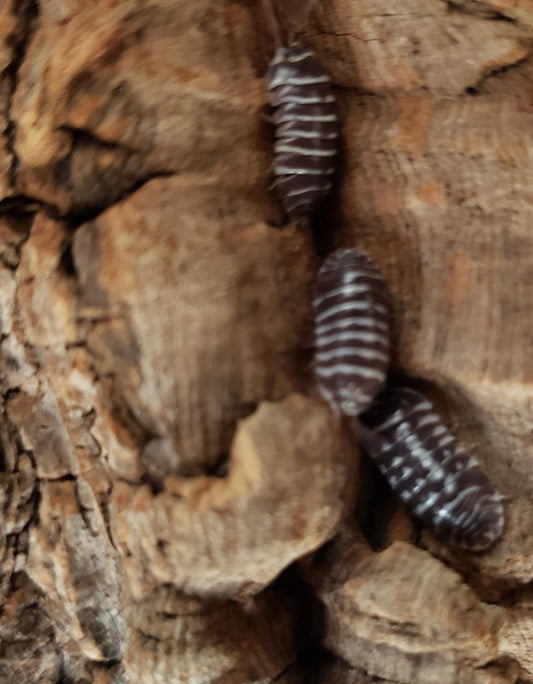 Zebra Isopod for sale Armadillidium maculatum 8 for $37.99, Clean Up Crew, Great Pets, Science Fair Project