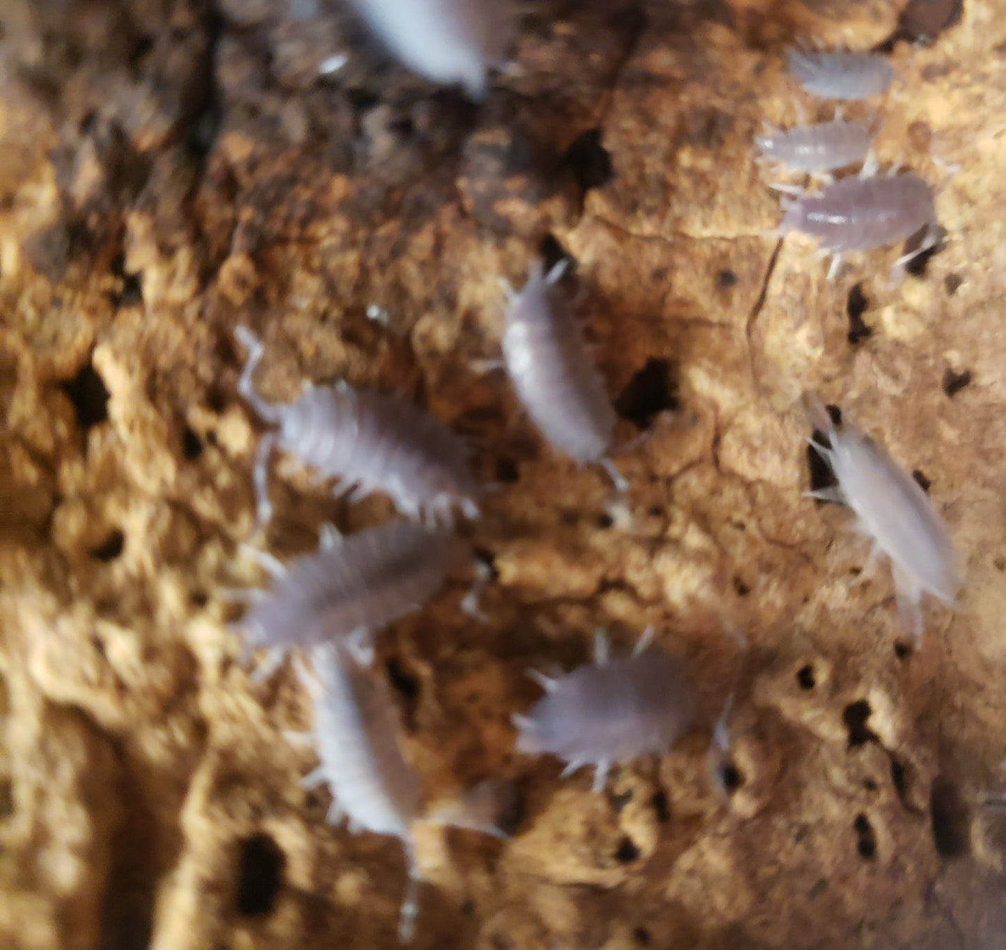 (38.99) 25 +Powder Blue Isopod and 8 oz. Springtail Culture