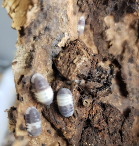 8 Panda King Isopods - $37.99