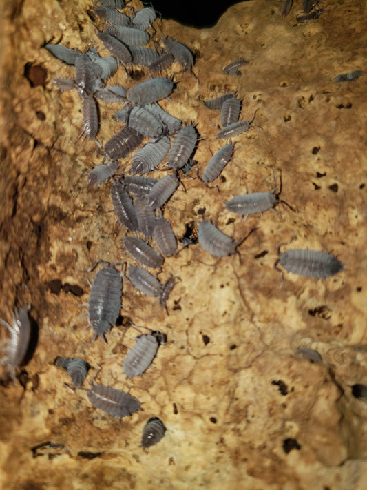 Powder Blue Live Isopods (30+ for $42.99) Porcellionides Pruinosus, Clean Up Crew