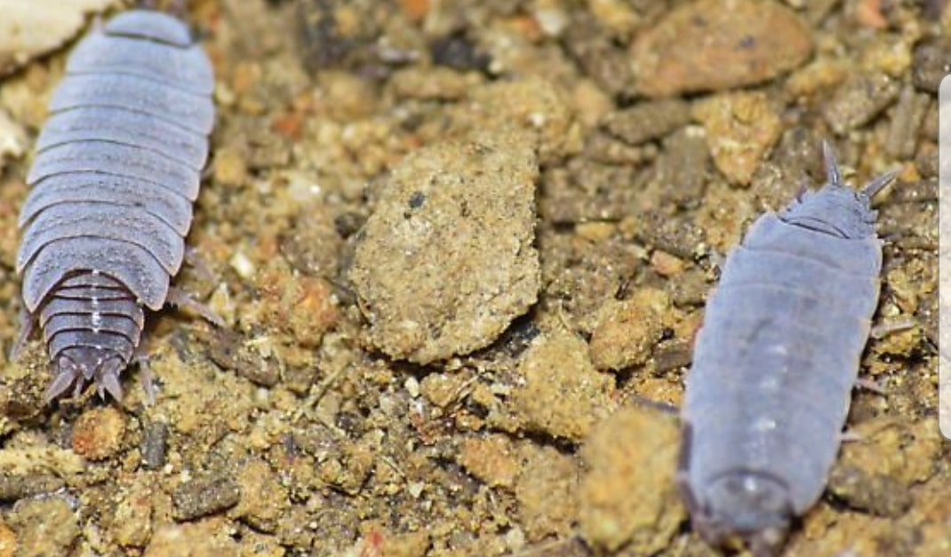Isopod - Powder Blue (Porcellionides Pruinosus) 15 for $24.99, Clean U – Bugs and More Store