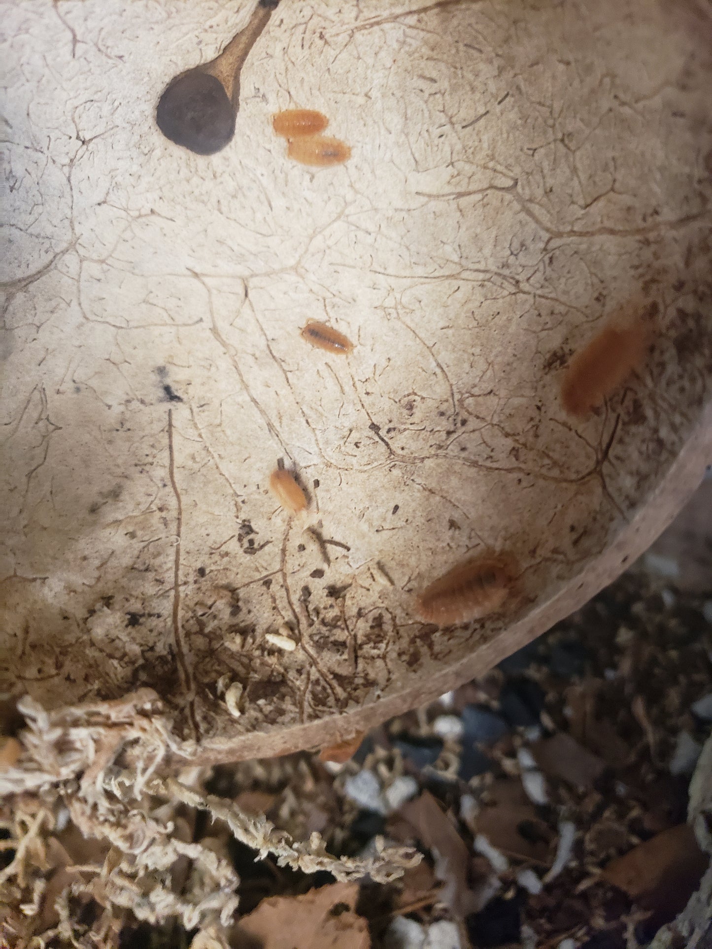 10 for $28.99 - Isopod- Powder Orange and Springtail Culture Combo (Porcellio, Scaber) Clean Up Crew, Live