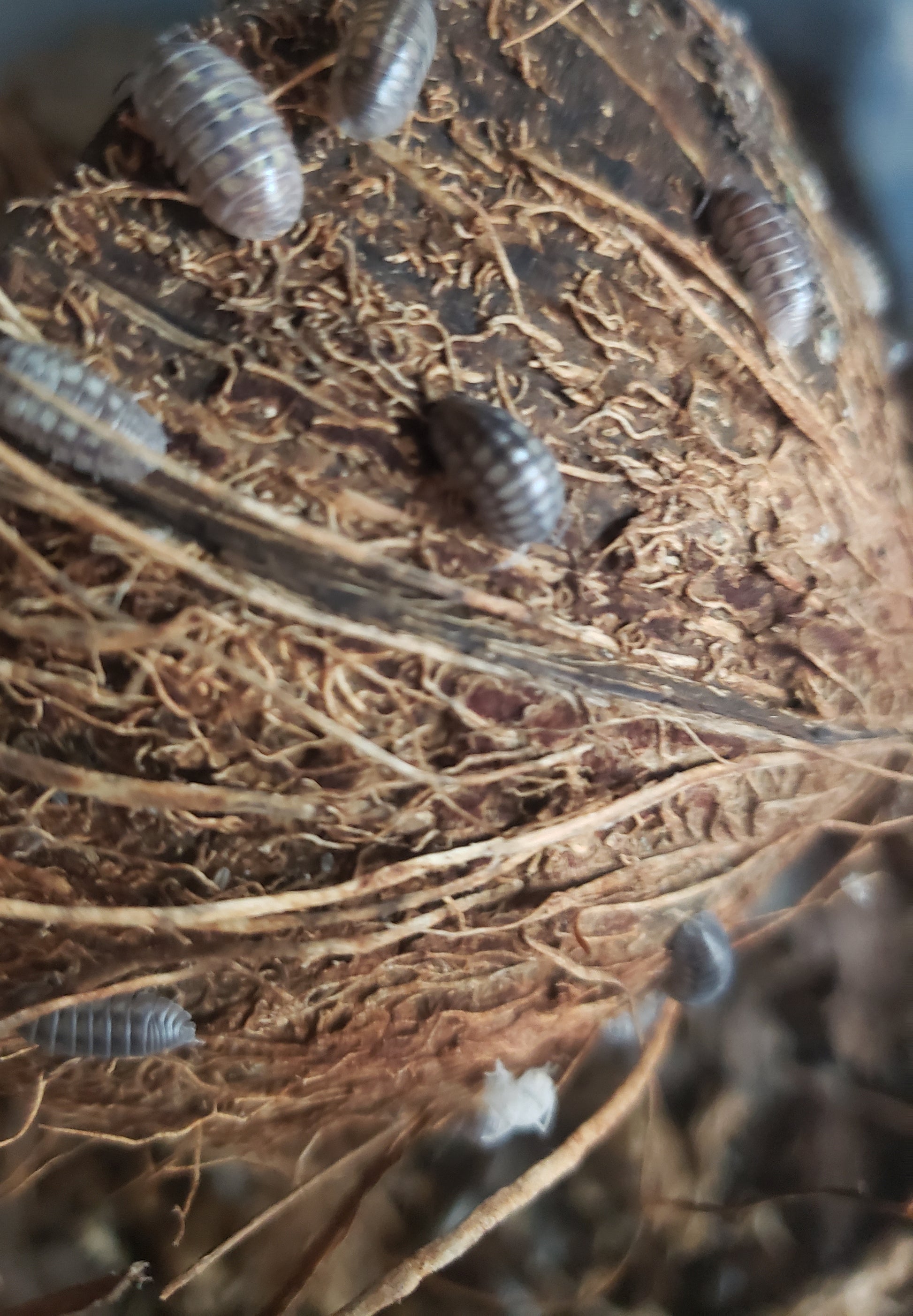 Open media 1 in modal