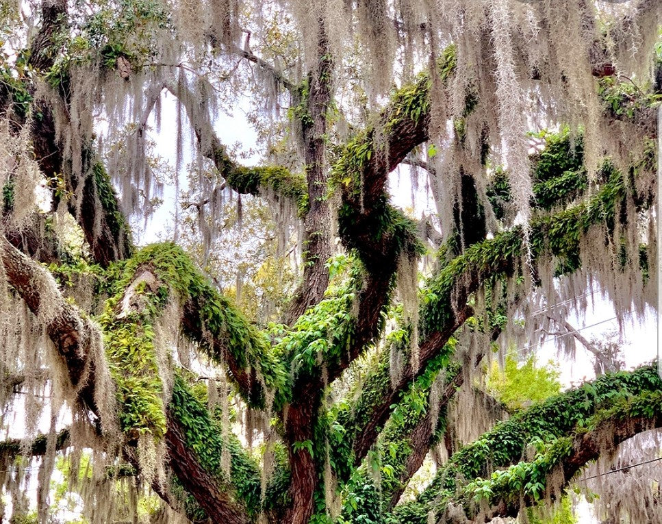 Spanish Moss 2 Gallon Bag 23.99