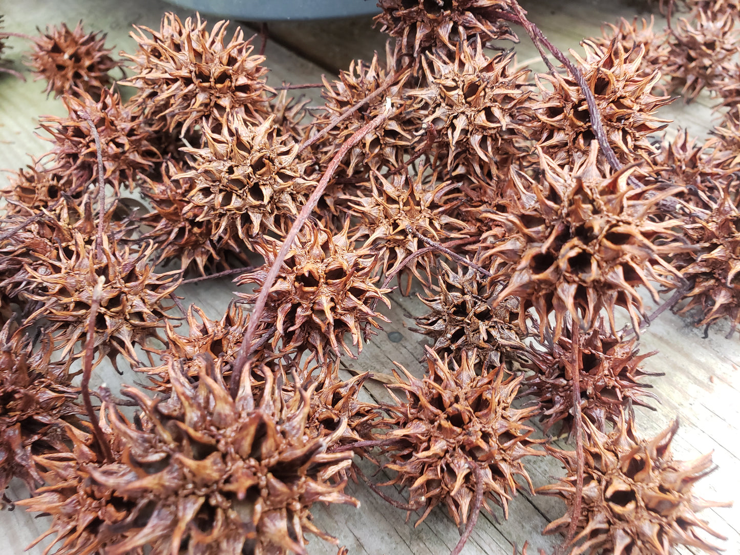 Sweet Gum Tree Balls - For Isopods or Decor