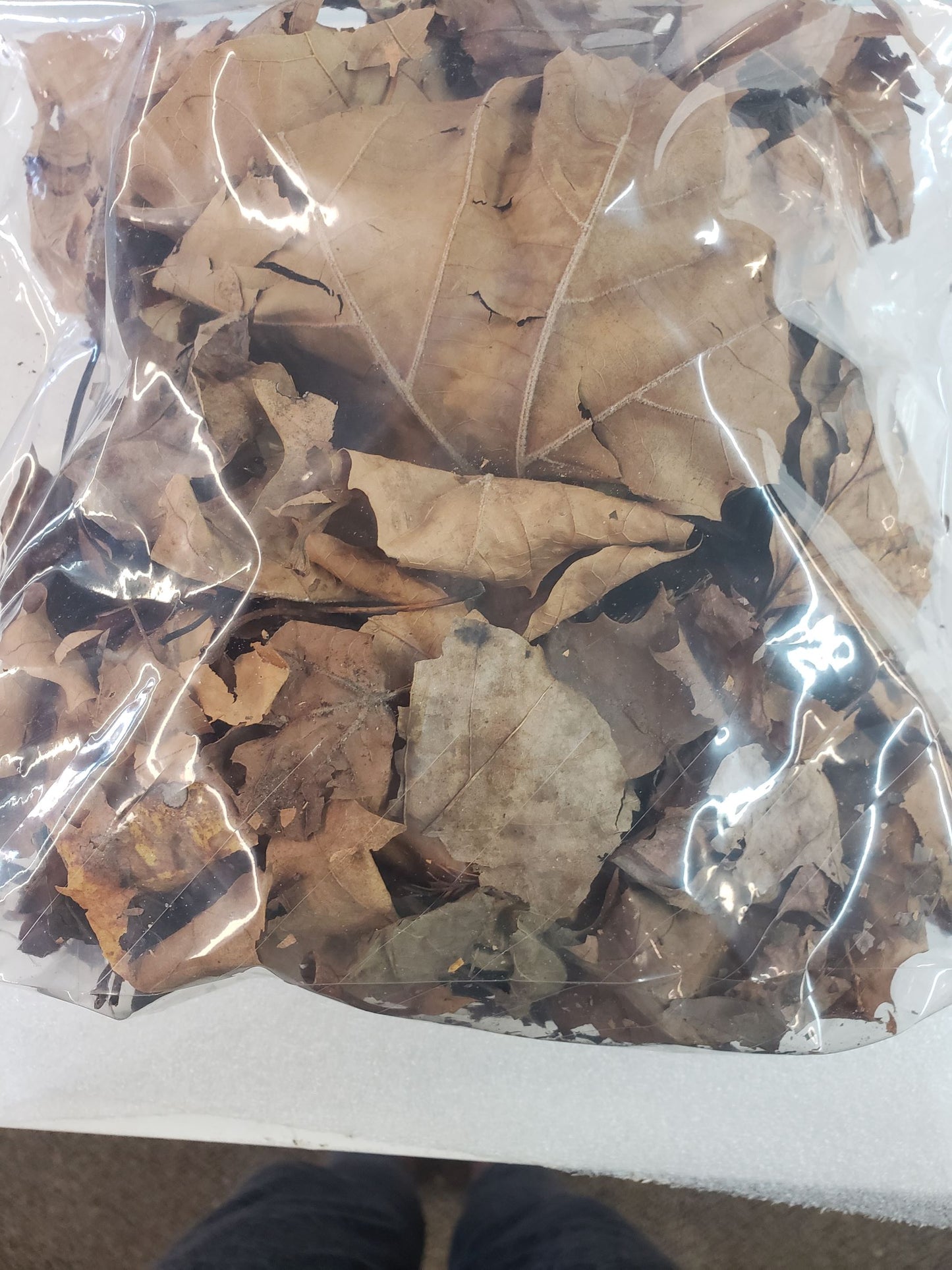 Sycamore Leaves in 1 Gallon Bag