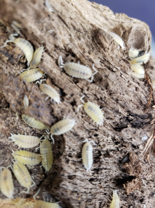 Combo Pack 20 Powder White and 20+ Dwarf White Isopod